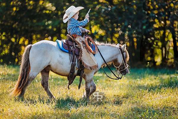 pole-miniature-pony