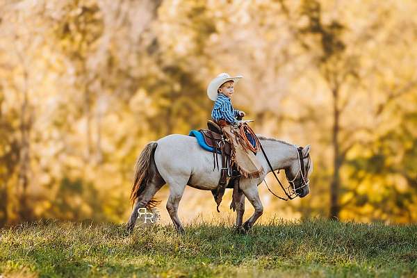 ranch-miniature-pony