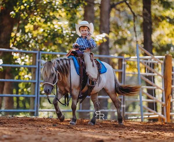 ranch-work-miniature-pony