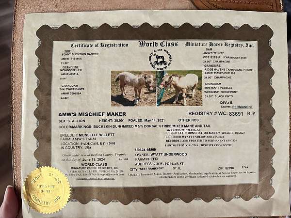show-miniature-pony
