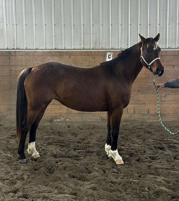 bugattihilltop-oldenburg-horse