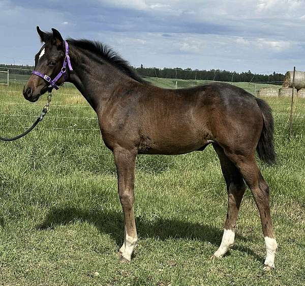 calvados-oldenburg-horse