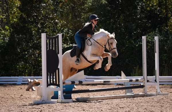 cross-draft-horse