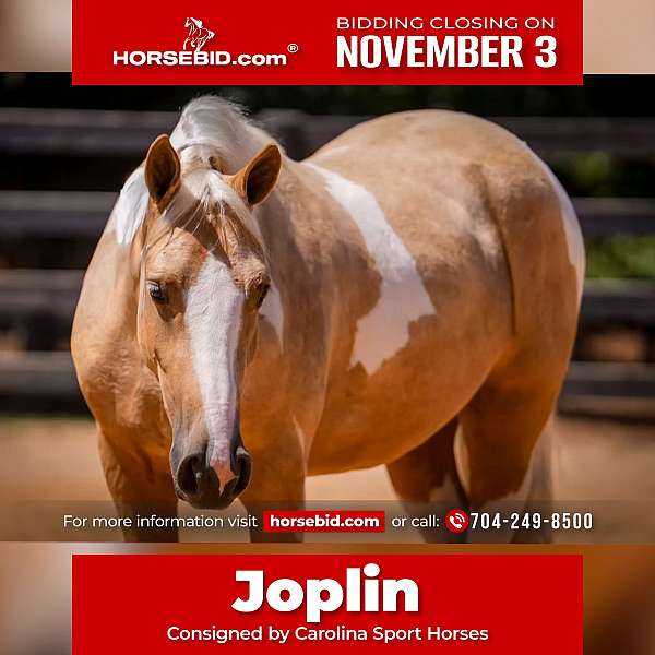 all-around-draft-horse