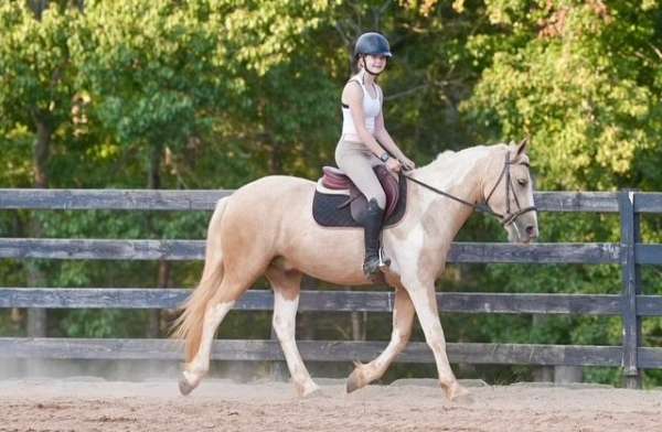 draft-horse
