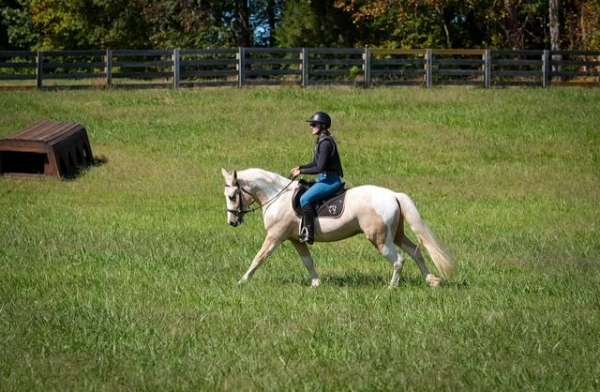 dressage-draft-horse