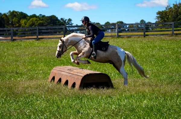 flashy-draft-horse