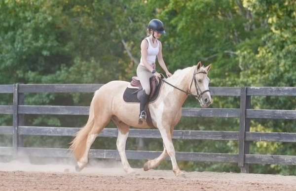 husband-safe-draft-horse