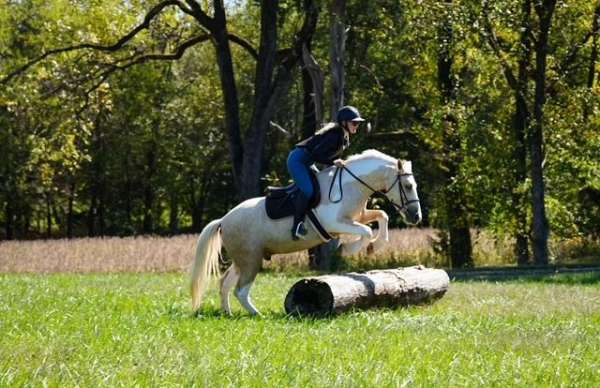 jumping-draft-horse