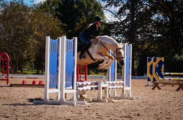 kid-safe-draft-horse