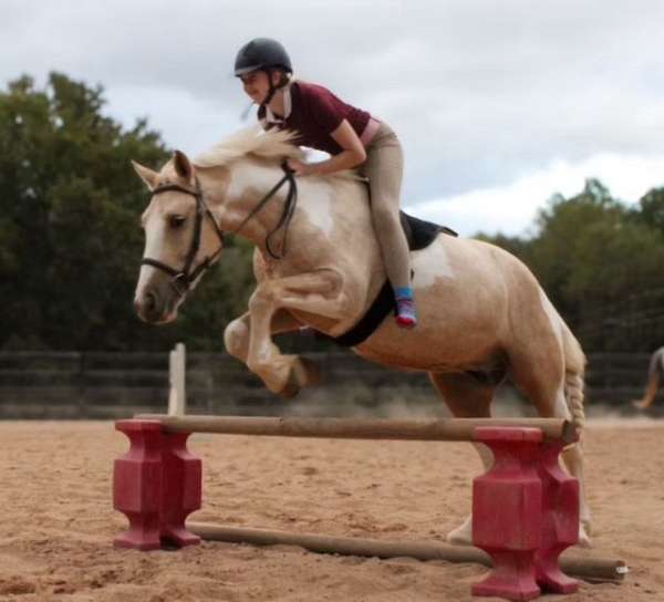 lesson-draft-horse