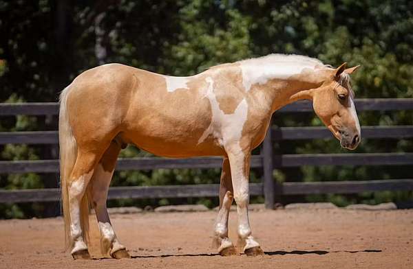 parade-draft-horse