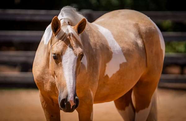 ridden-western-draft-horse