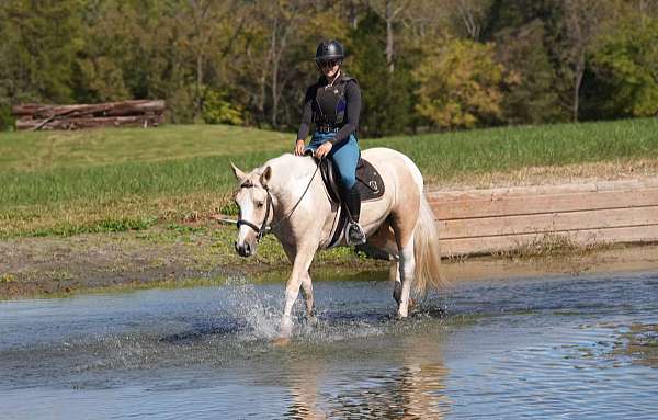 trail-draft-horse