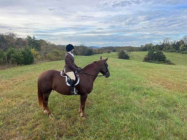 chestnut-all-around-horse