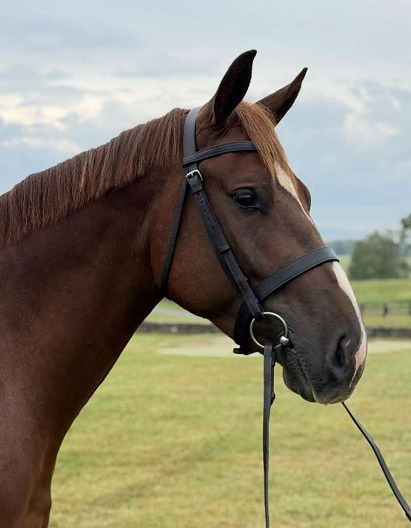 Chestnut Draft Rio- 4 Year Old, 15.3 Hand, Gelding