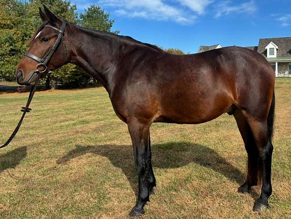 field-trial-cleveland-bay-horse