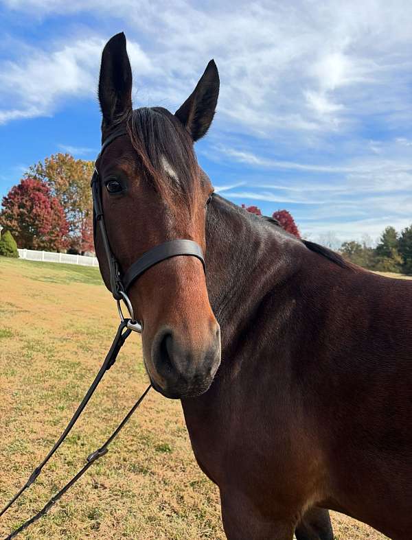 best-cleveland-bay-horse