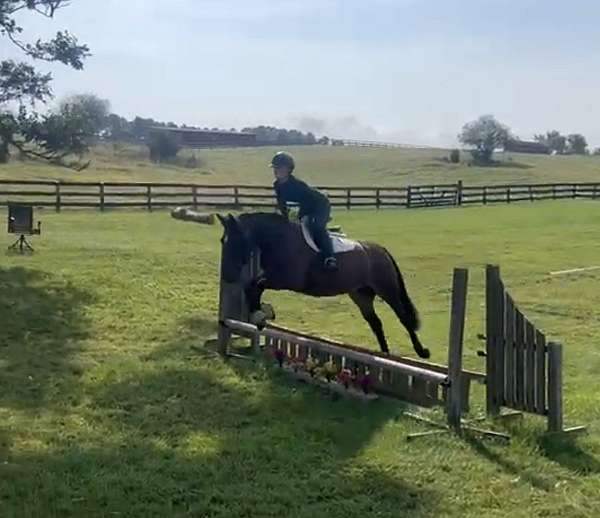 big-eq-cleveland-bay-horse