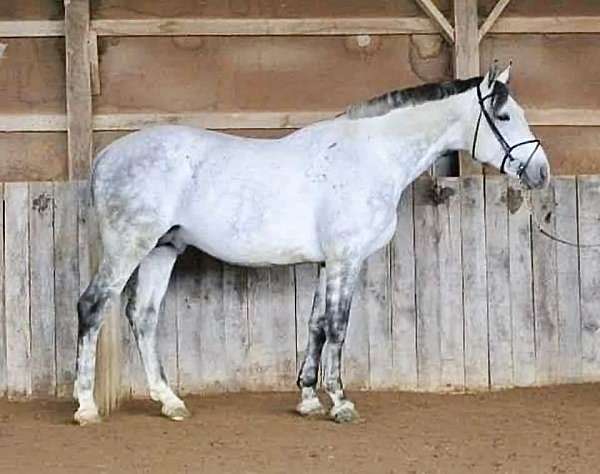 hunter-westphalian-horse