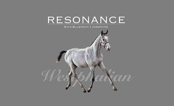 17-hand-westphalian-filly