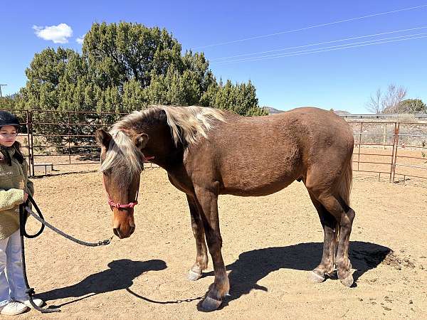 copper-rocky-mountain-horse
