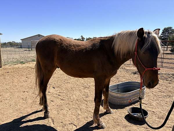 great-temperament-rocky-mountain-horse