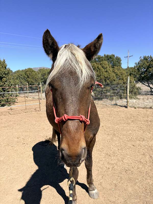 gelded-rocky-mountain-horse