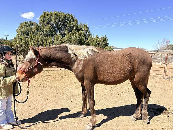 heard-rocky-mountain-horse