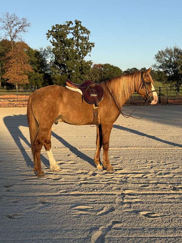 athletic-draft-horse