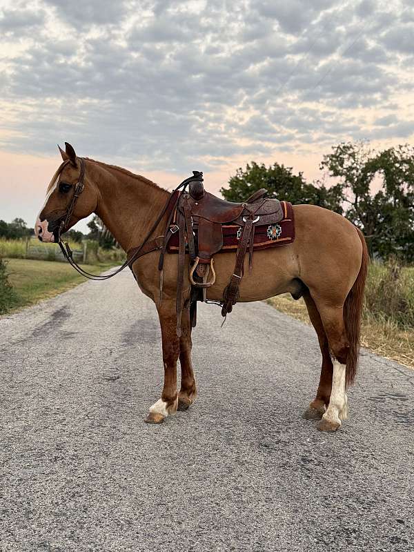 cross-draft-horse
