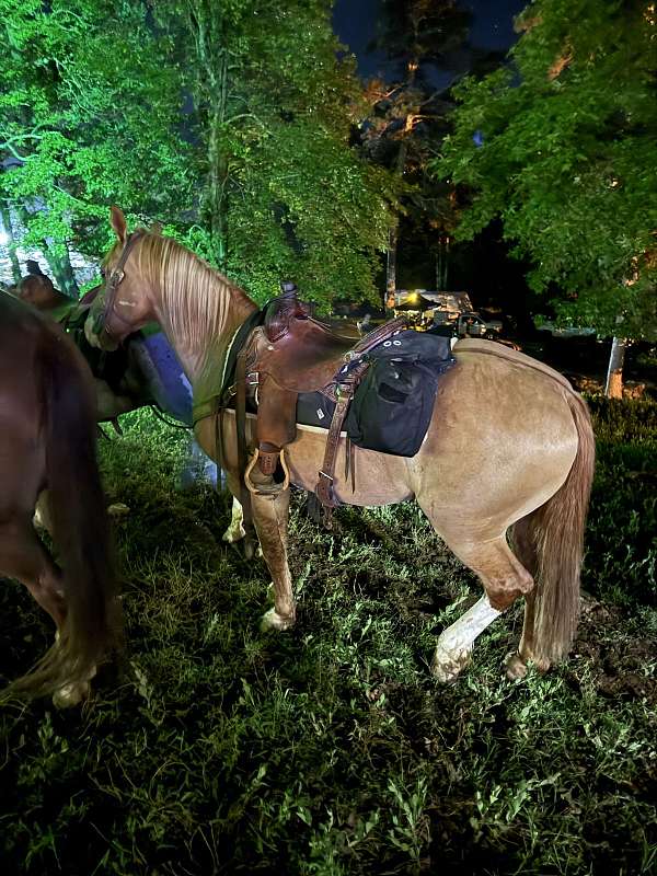 flashy-draft-horse