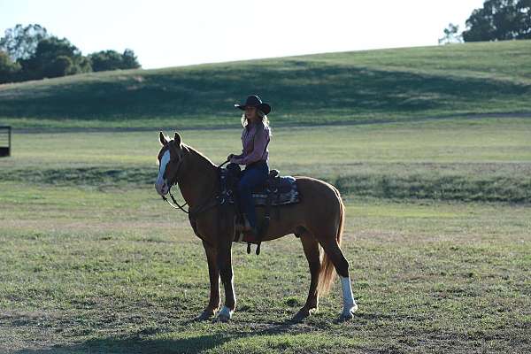 husband-safe-draft-horse