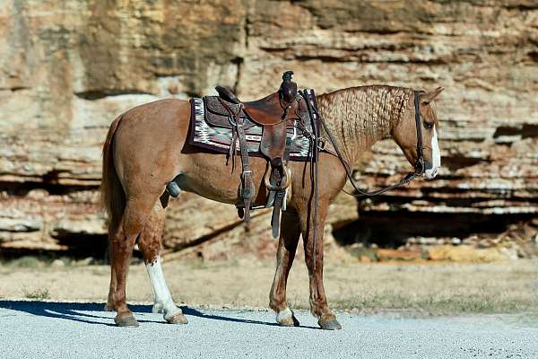 ranch-work-draft-horse