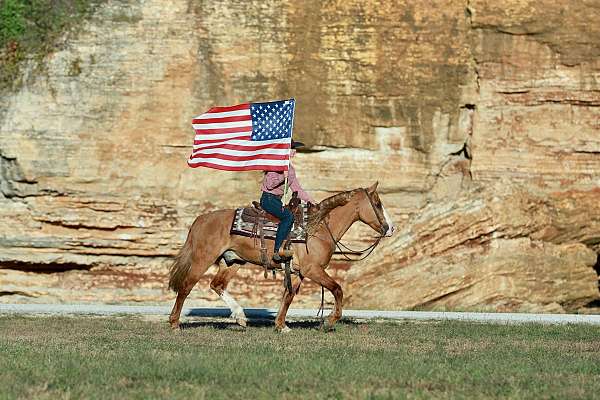 ridden-english-draft-horse
