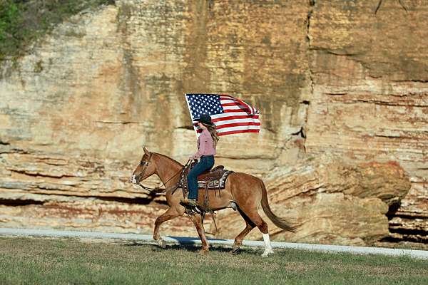 ridden-western-draft-horse