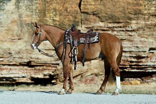 trail-riding-draft-horse