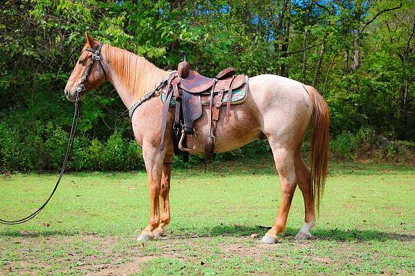 all-around-quarter-horse