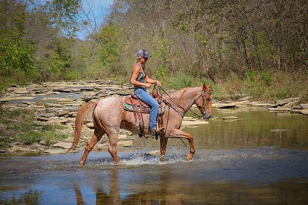 athletic-quarter-horse