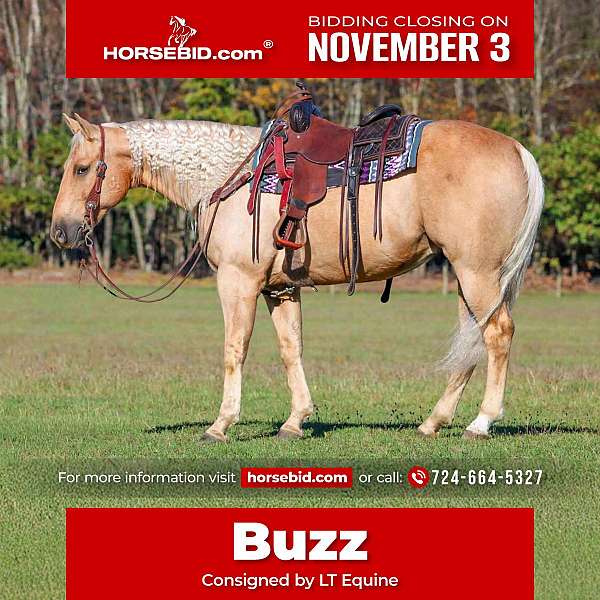 all-around-quarter-horse