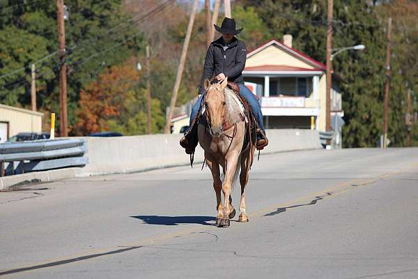 barrel-quarter-horse