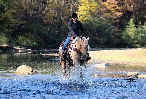 athletic-quarter-horse