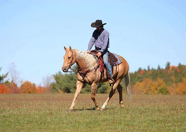 calf-roping-quarter-horse