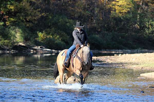 flashy-quarter-horse