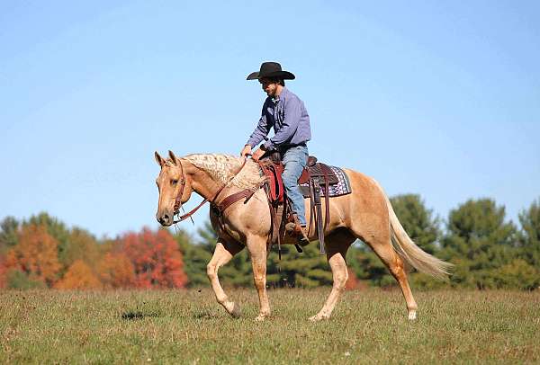 husband-safe-quarter-horse