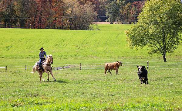 performance-quarter-horse