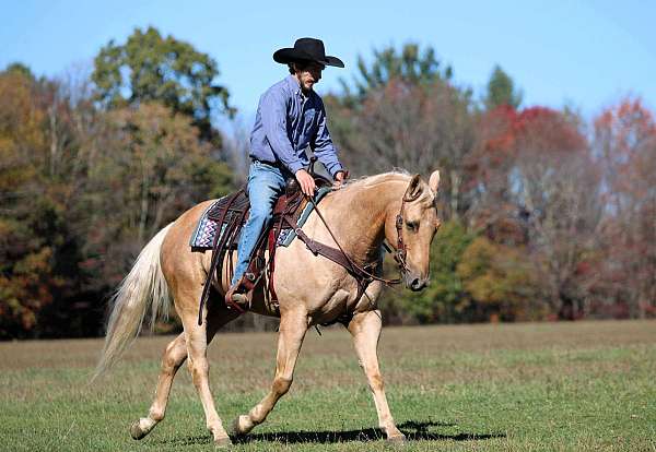 ranch-quarter-horse