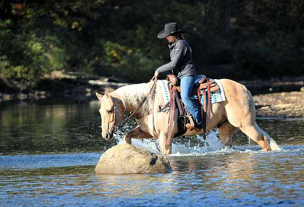 ranch-versatility-quarter-horse