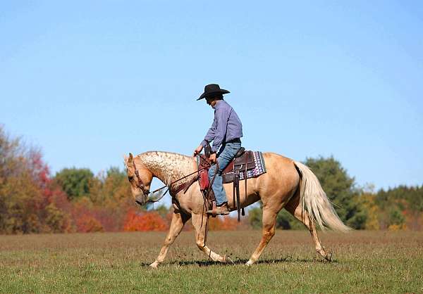 ranch-work-quarter-horse