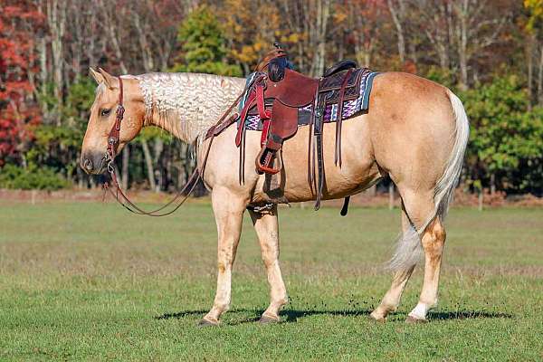 roping-quarter-horse